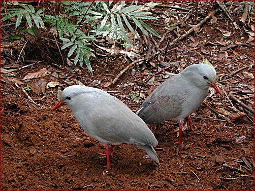 Kagu Bird